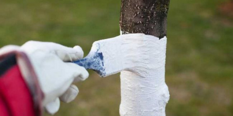 Tempy stromů: potřeba a načasování analýzy, metody přípravy řešení. Master class od zahradníků